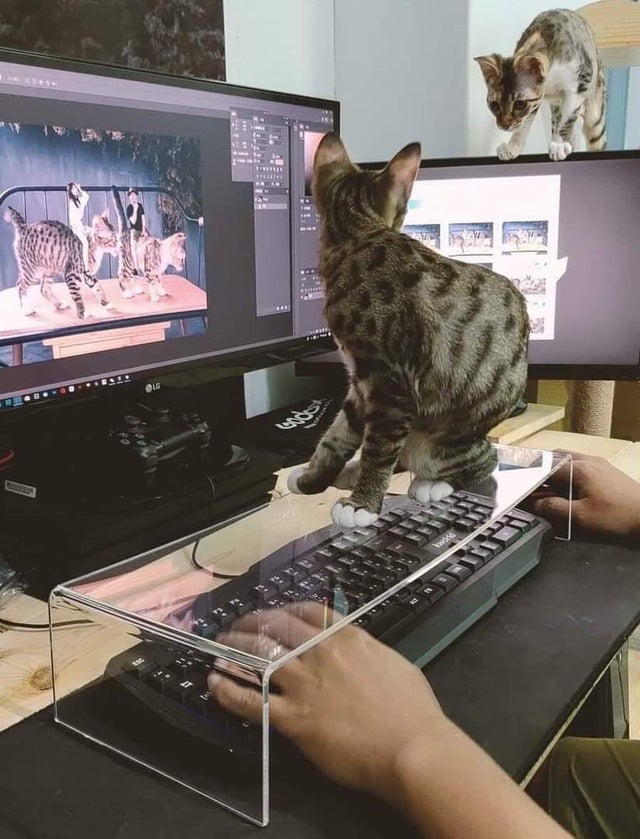 gato encima del teclado