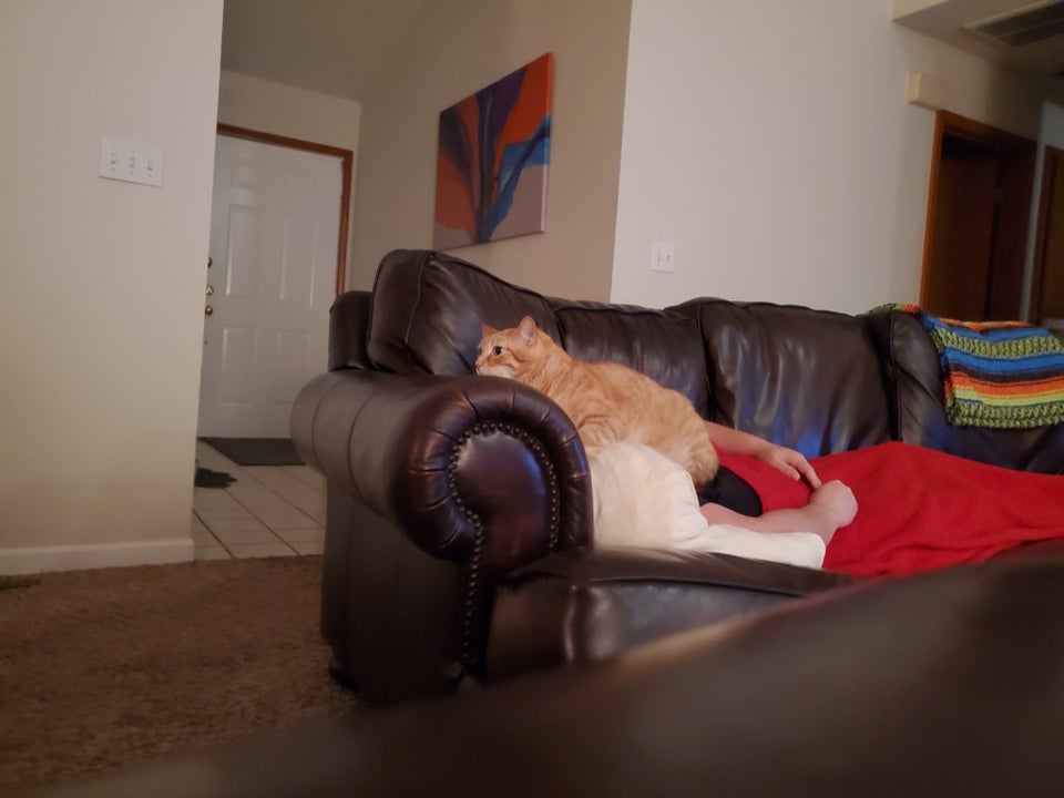 gato sentado en cara