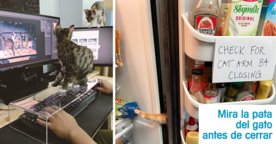 gatos-ocupando-espacio