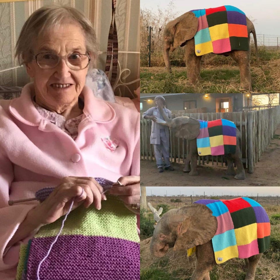 abuela teje manta para elefante