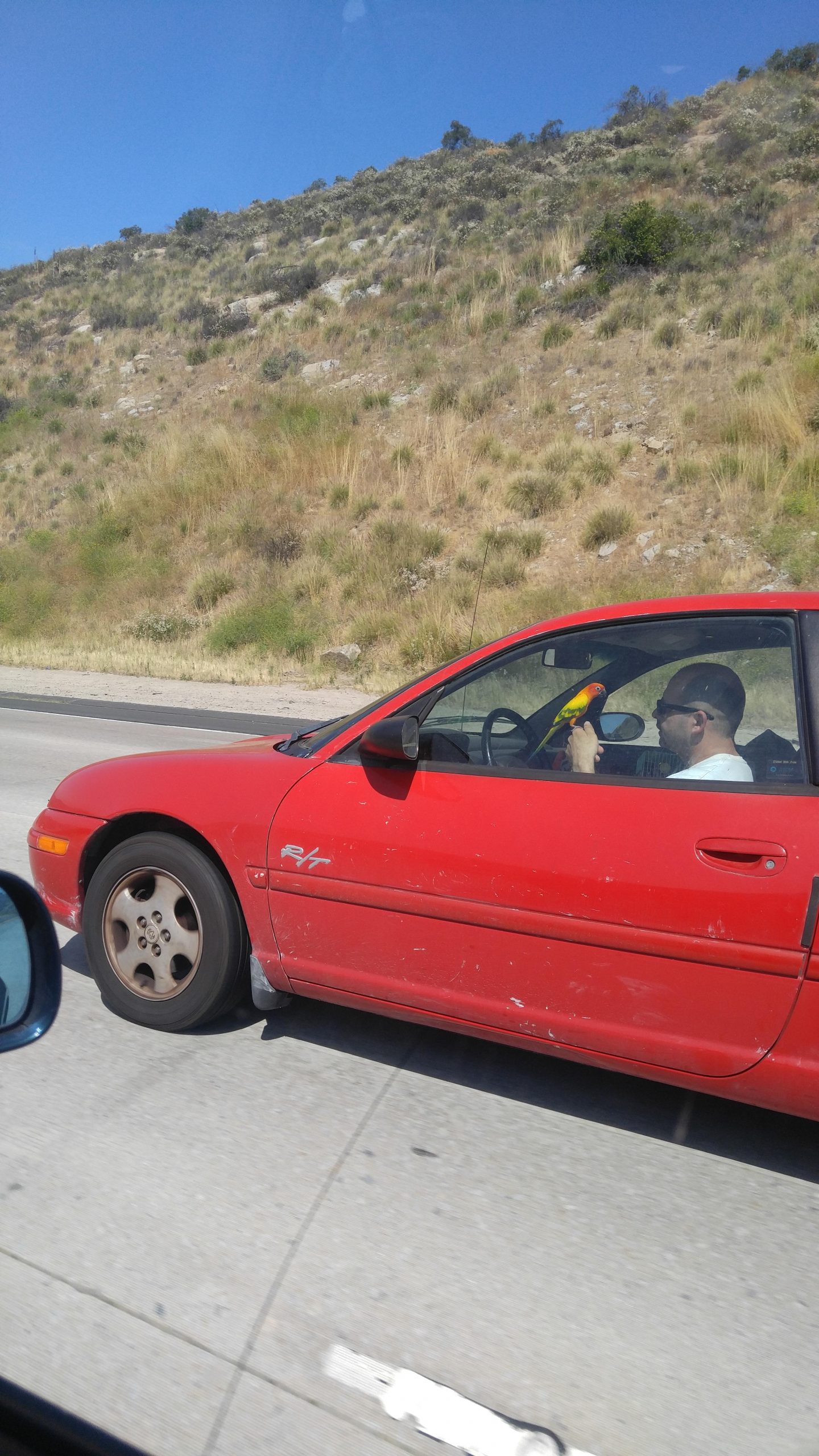 hombre conduciendo con agapornis