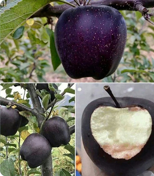 manzana negra