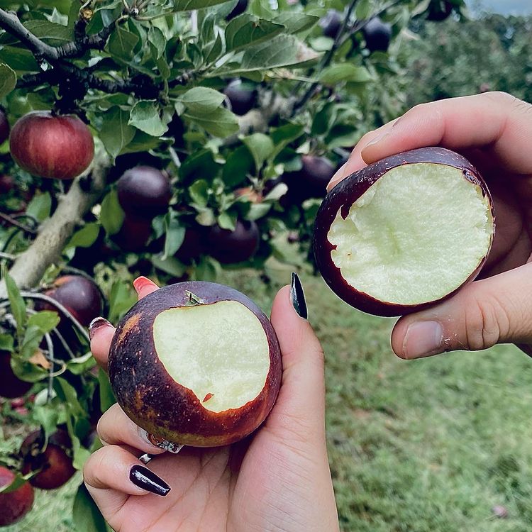 Arkansas Black Apples