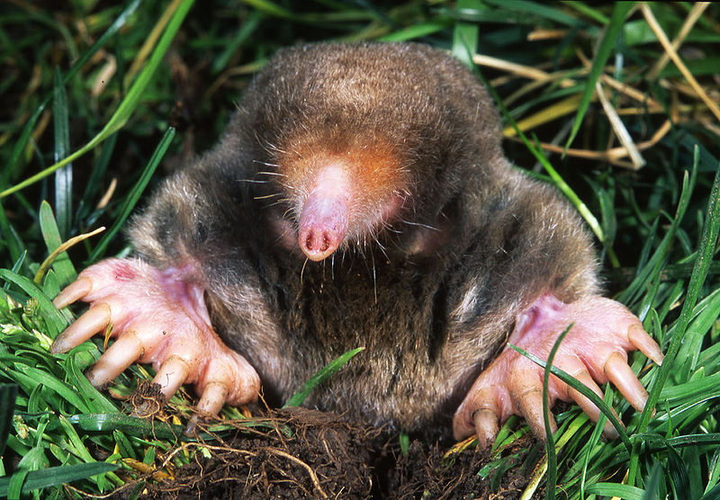 mole animal