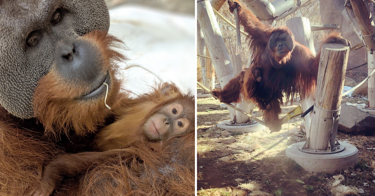 orangutan-macho-cuida-hijo-1