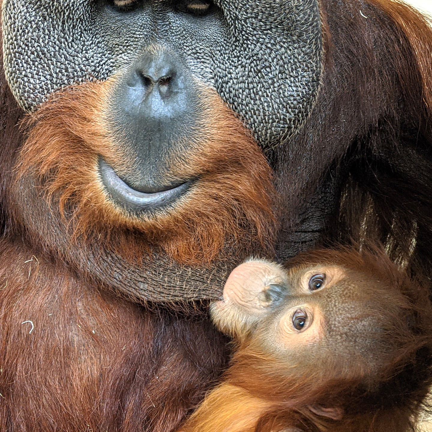 orangután de Sumatra con su cría