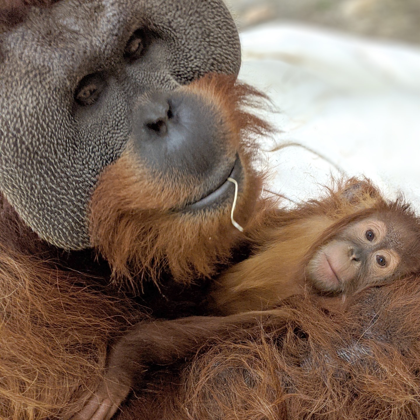 orangután macho con su cría
