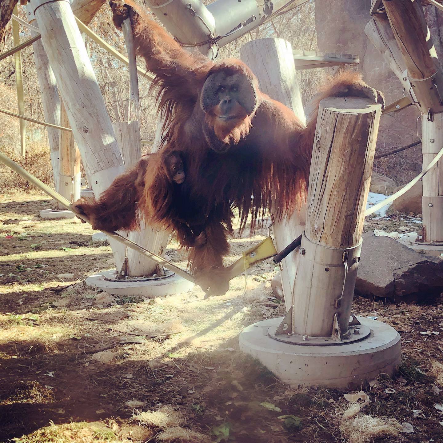 Berani y Cerah, los orangutanes de Sumatra