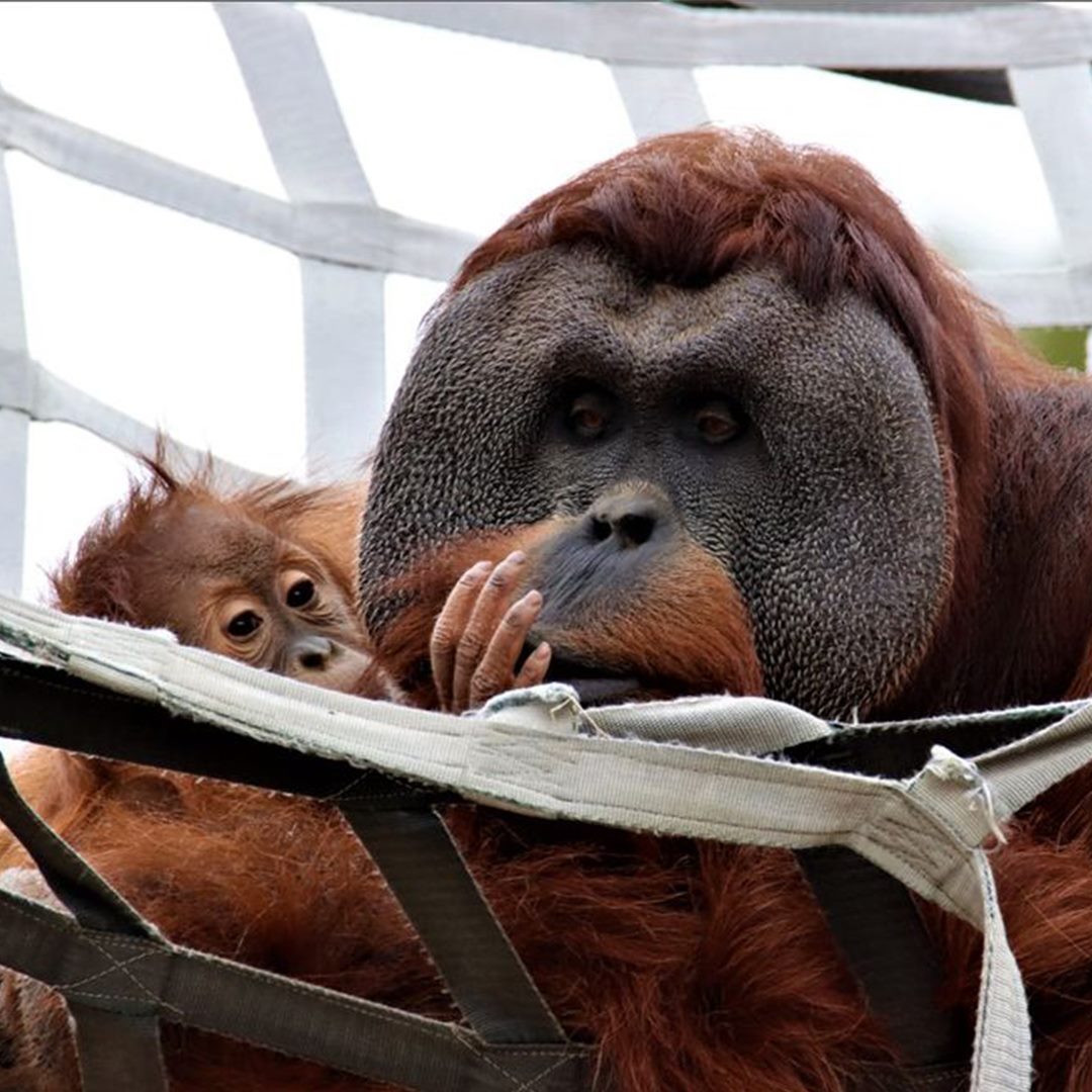 Orangután macho cuidando de su bebé
