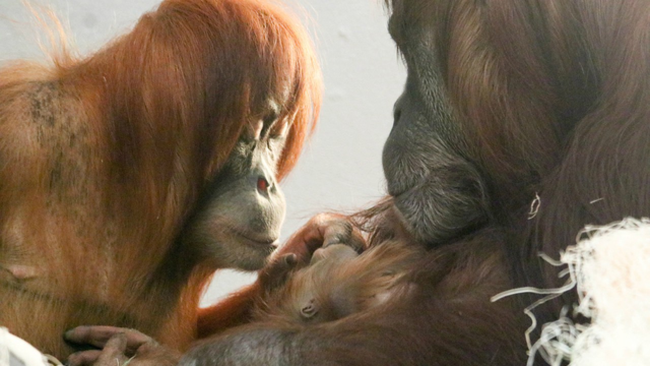 familia de orangutanes de Sumatra