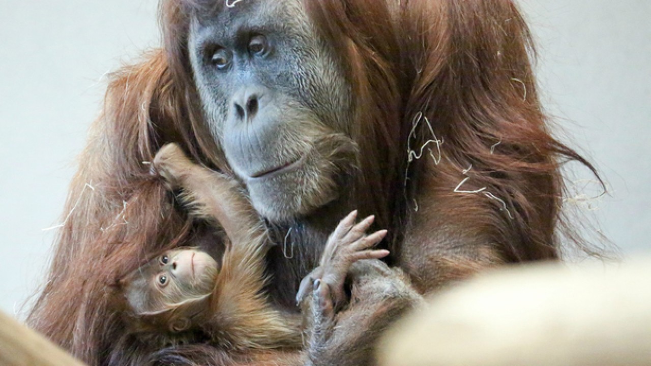 Madre orangután con su bebé