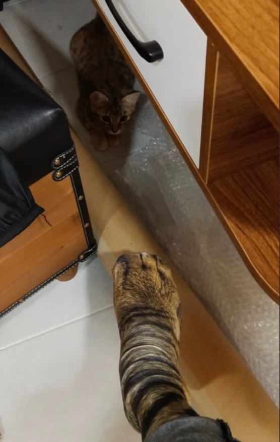 padre compra calcetines de gato (3)