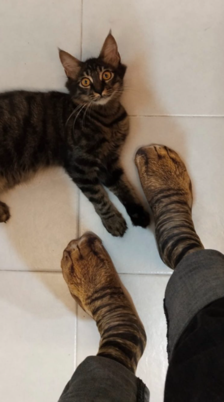 padre compra calcetines de gato (4)