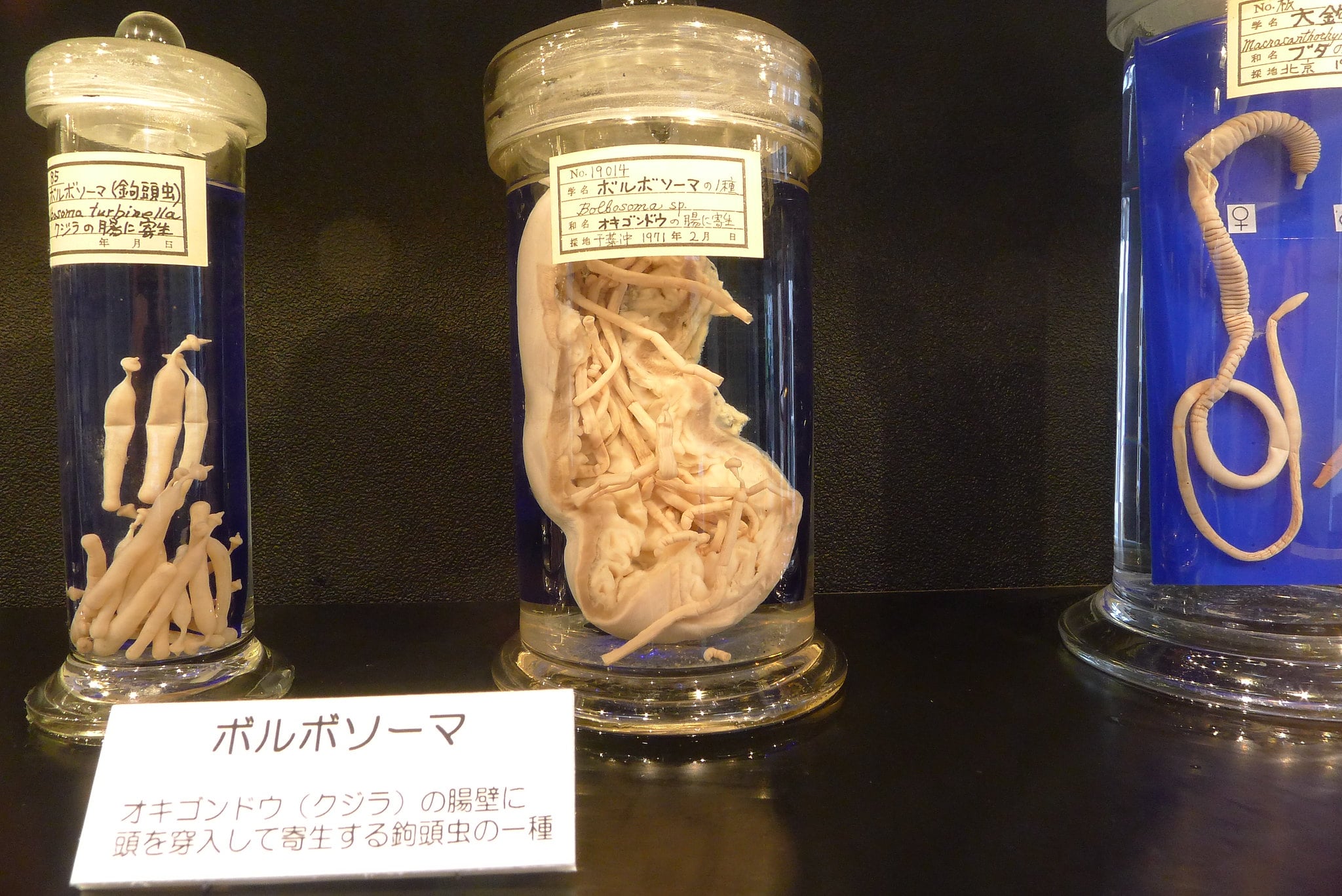 parasitos en tarros 2