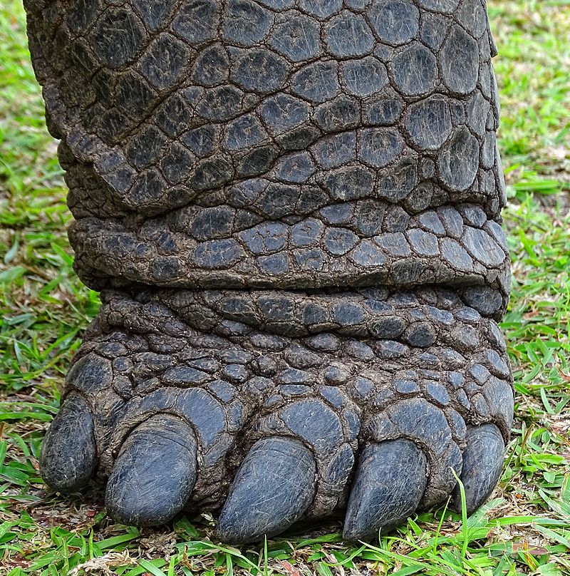 pata tortuga gigante aldabra