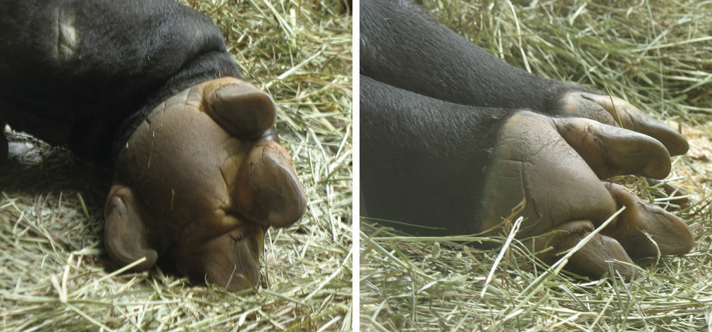 patas tapir