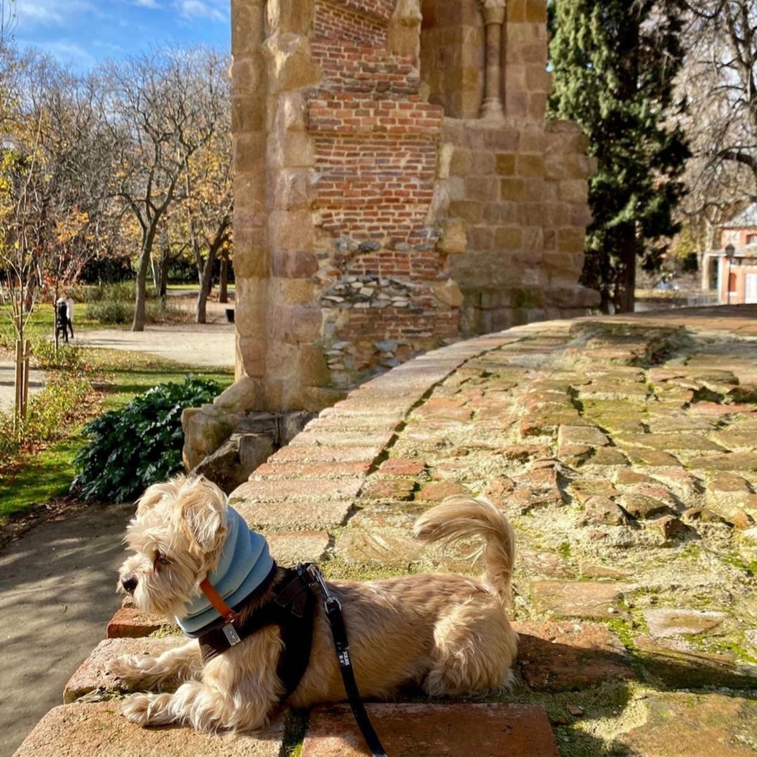 perro madrid