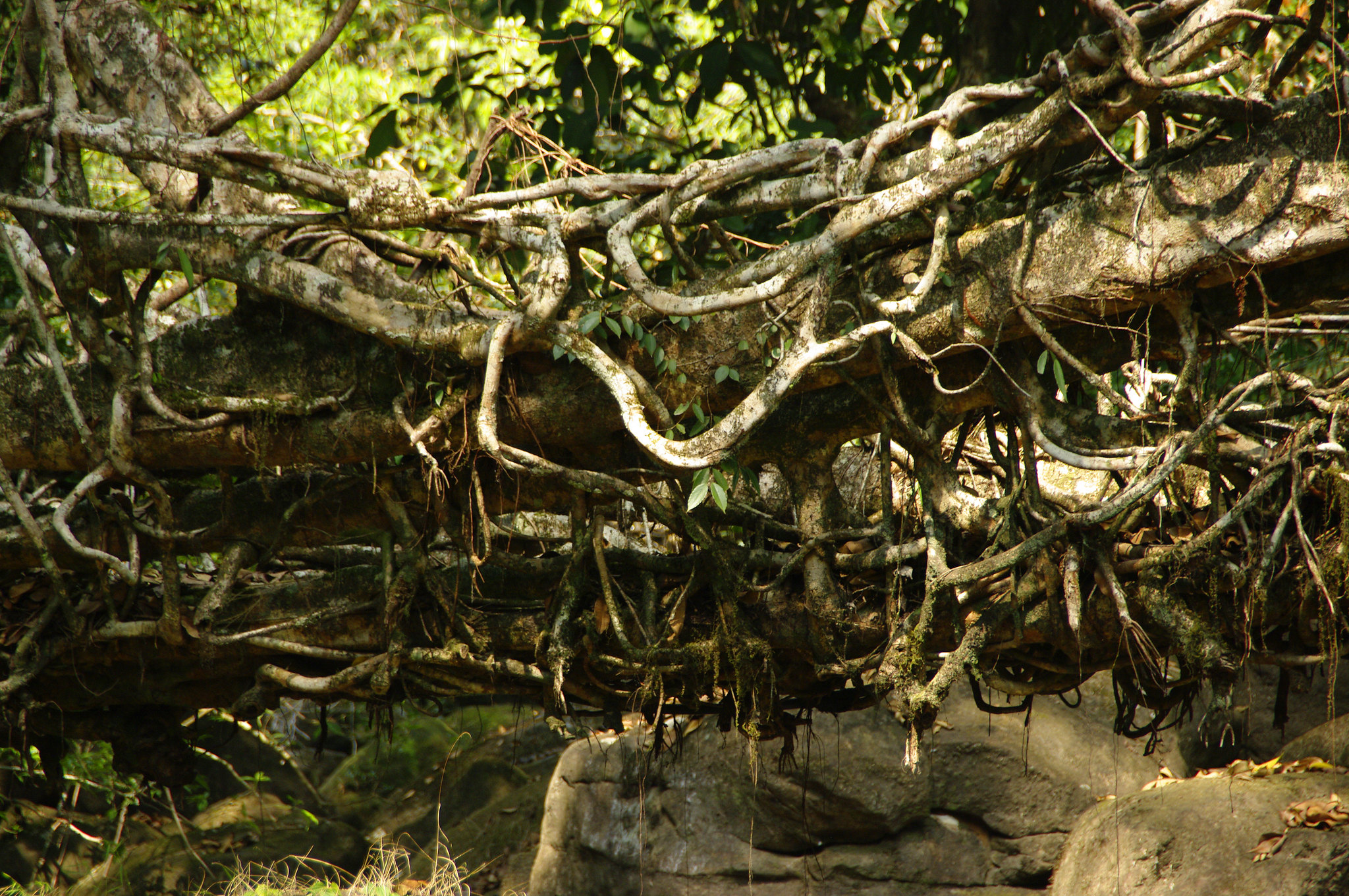 raíces de árboles selváticos