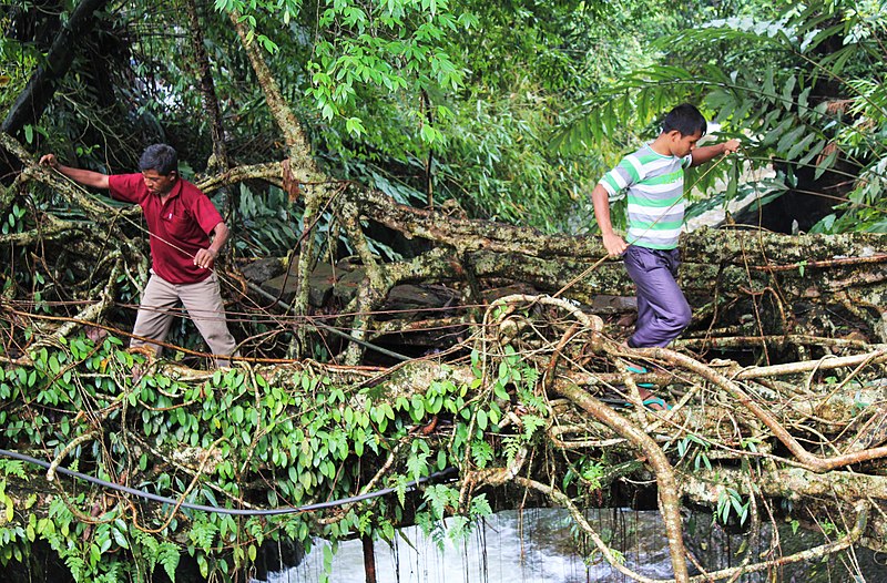 gente pasando por puentes de raíces en India