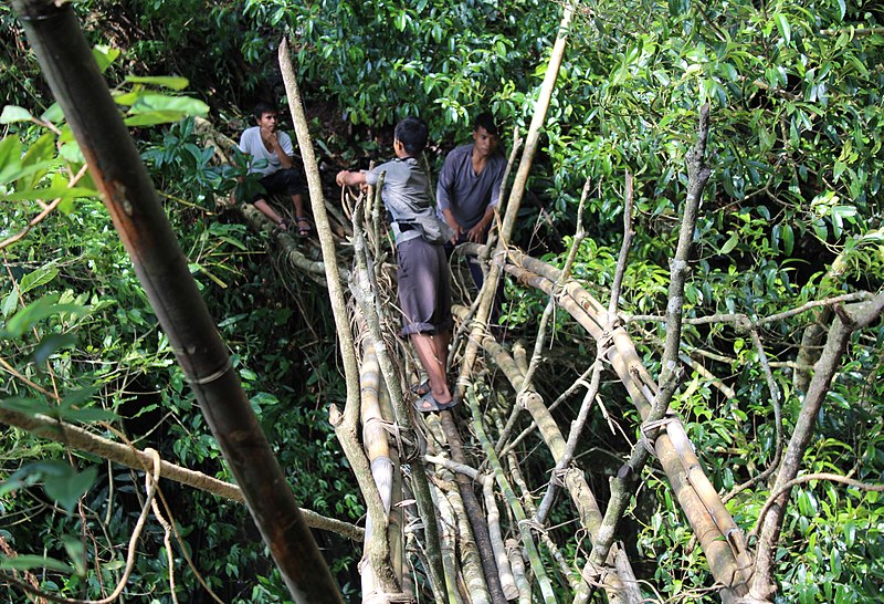 cruzando un puente de raíces de ficus