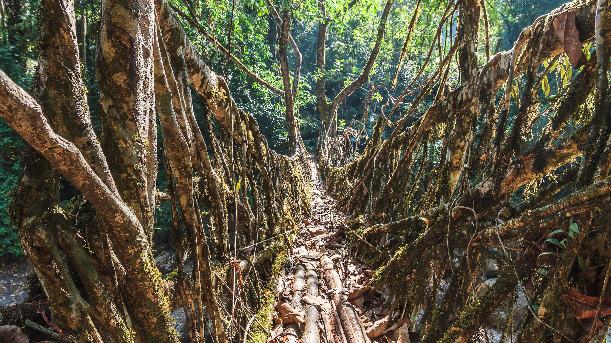 puentes de la selva en India