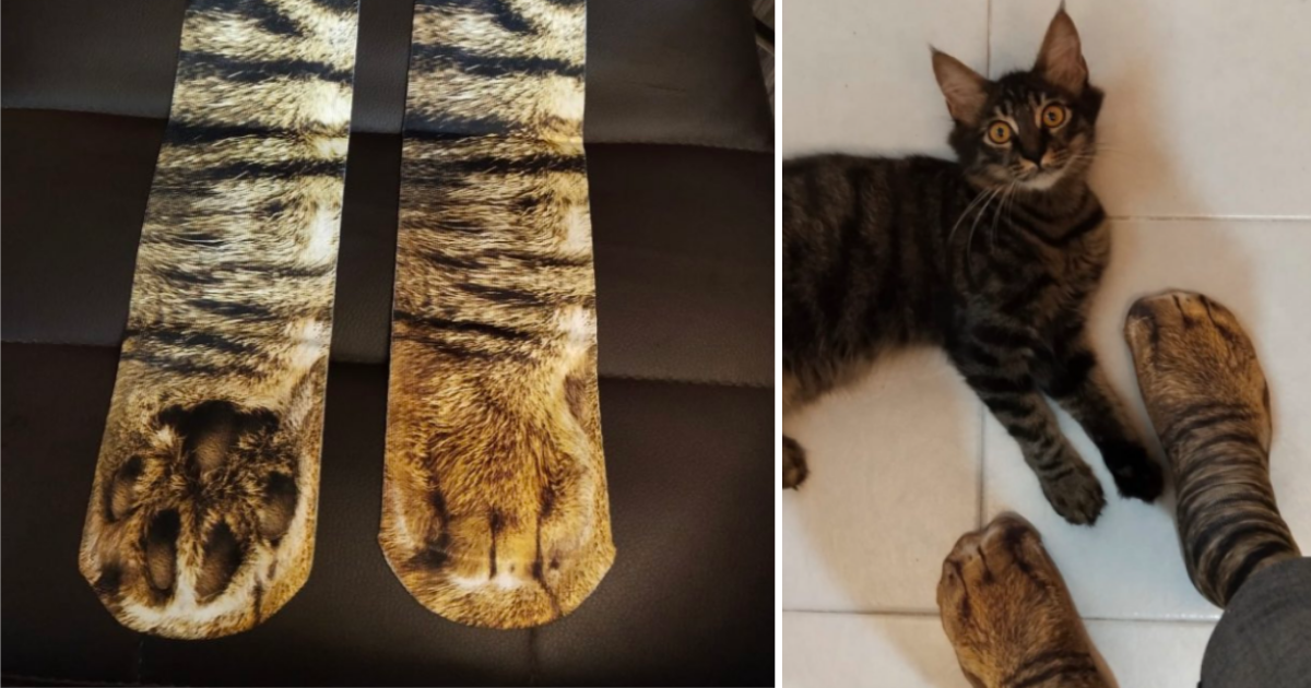 reaccion-gato-calcetines