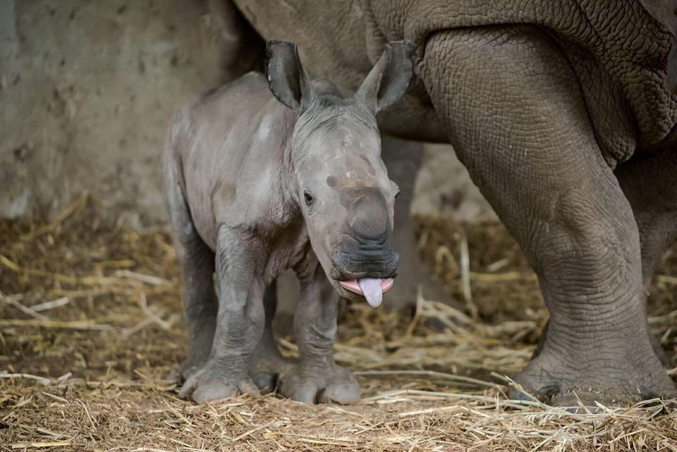 rinoceronte bebe