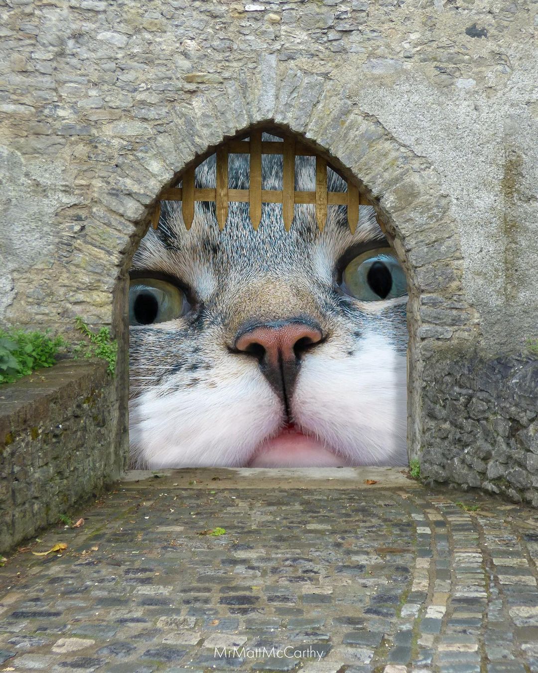 GATO puerta