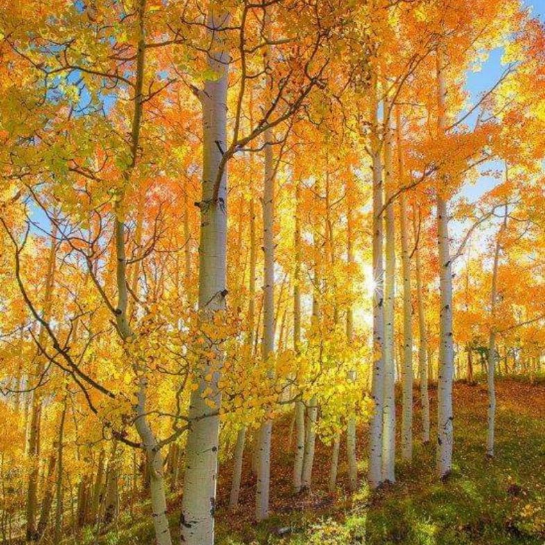 No es un bosque, es Pando: el órganismo único de 6.615 toneladas más