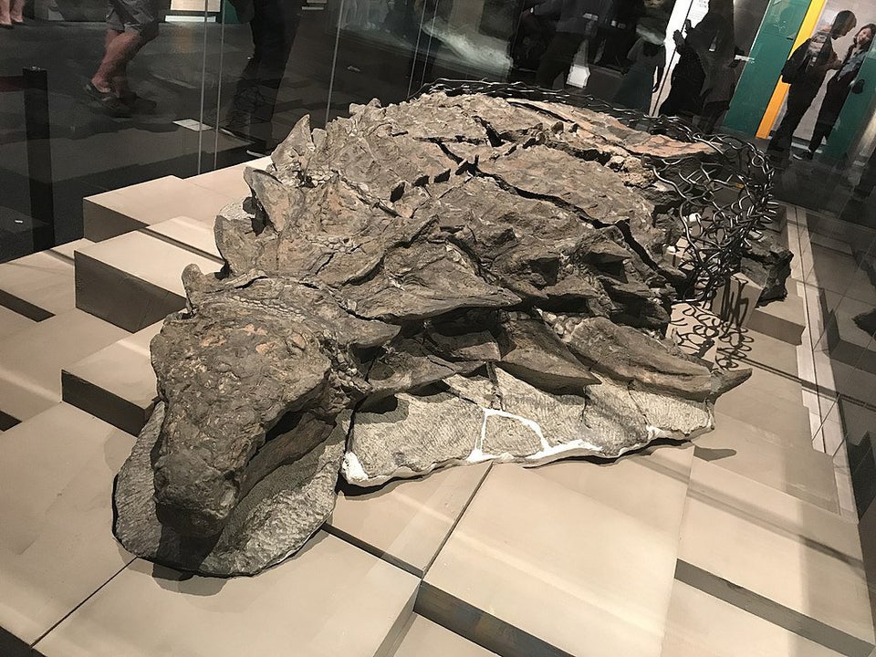 dinosaurio momificado
