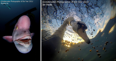 fotografia-subacuatica