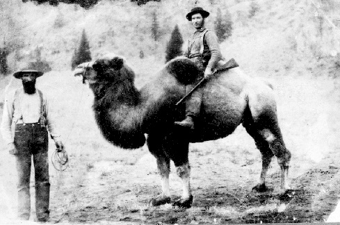 camellos en Norteamérica