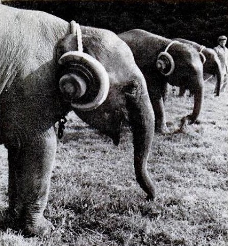 orejeras para elefantes
