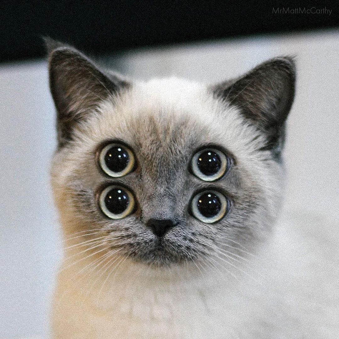 gato cuatro ojos