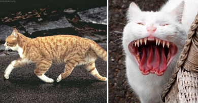 gatos-fotos-surrealistas