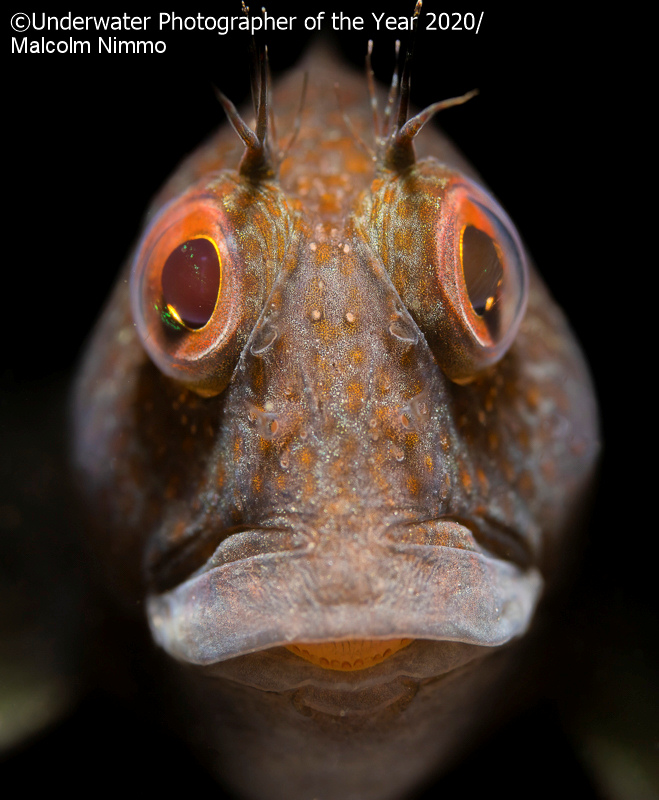 mejor fotografia subacuatica 11