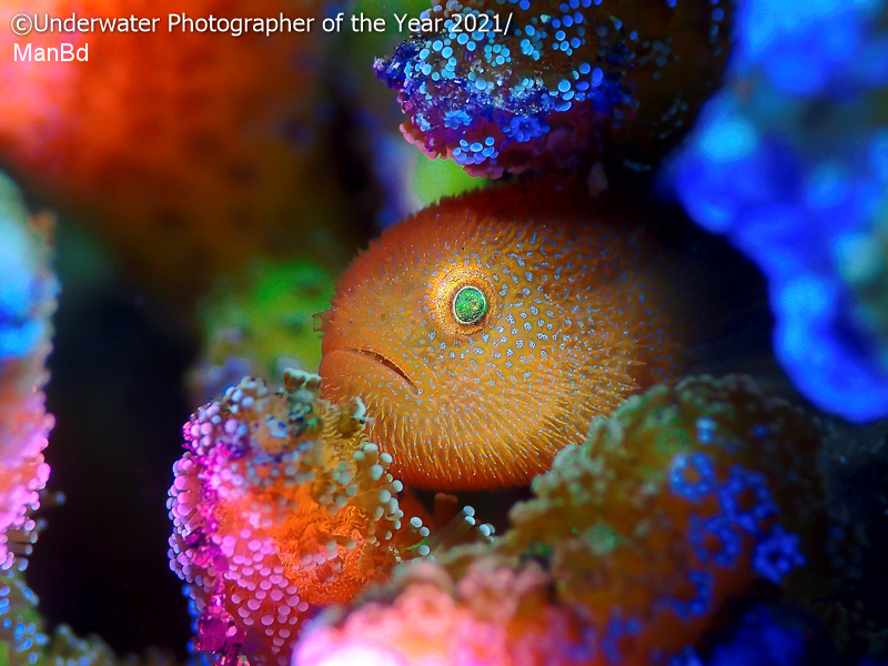 mejor fotografia subacuatica 16