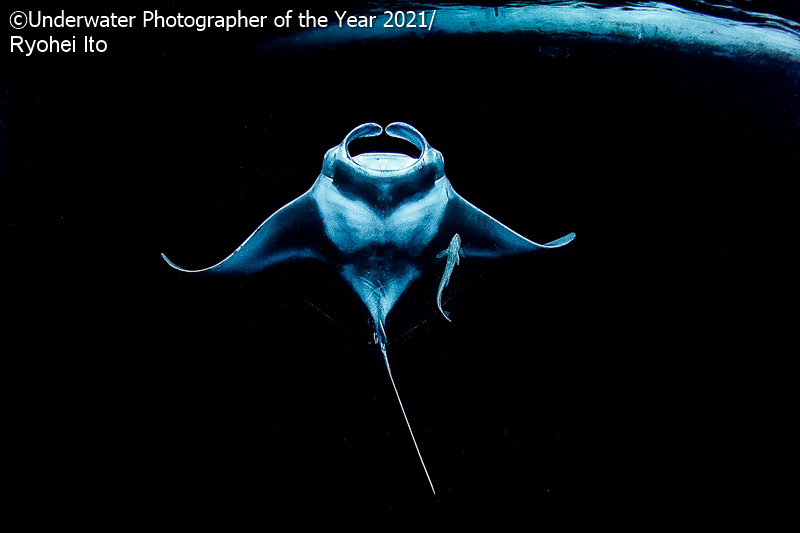 mejor fotografia subacuatica 17