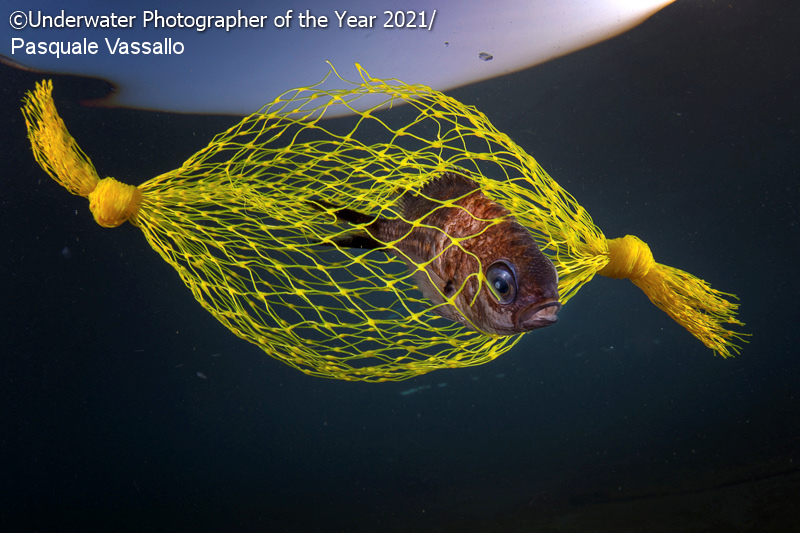 mejor fotografia subacuatica 19
