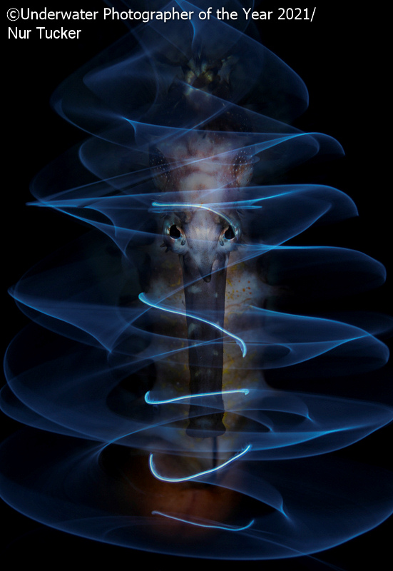 mejor fotografia subacuatica 20