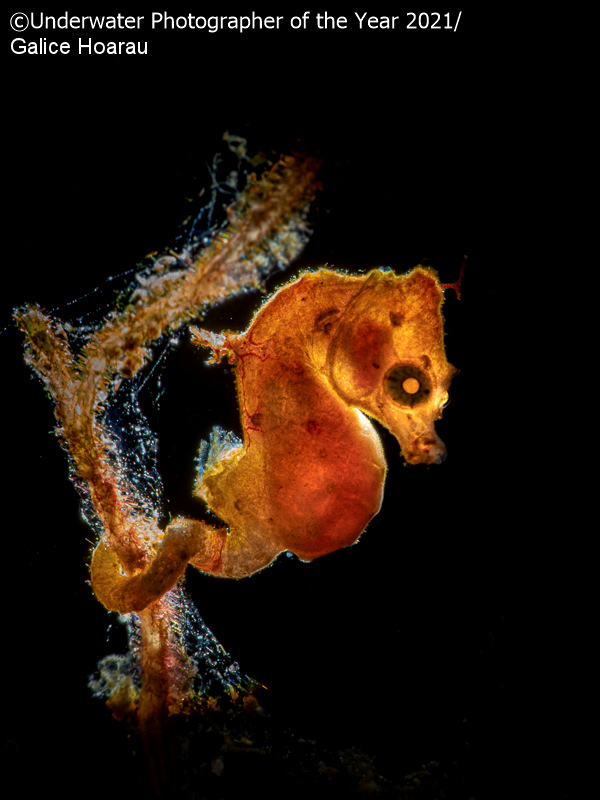 mejor fotografia subacuatica 5