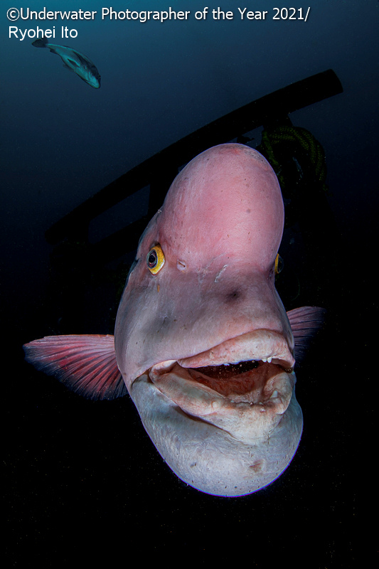 mejor fotografia subacuatica 8