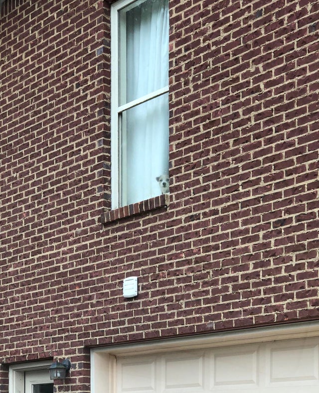 perro ventana