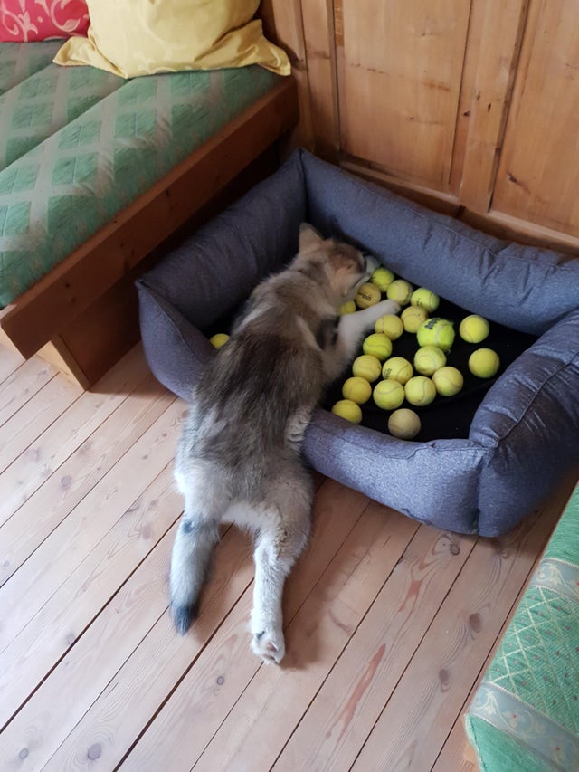 perro jugando con sus pelotas