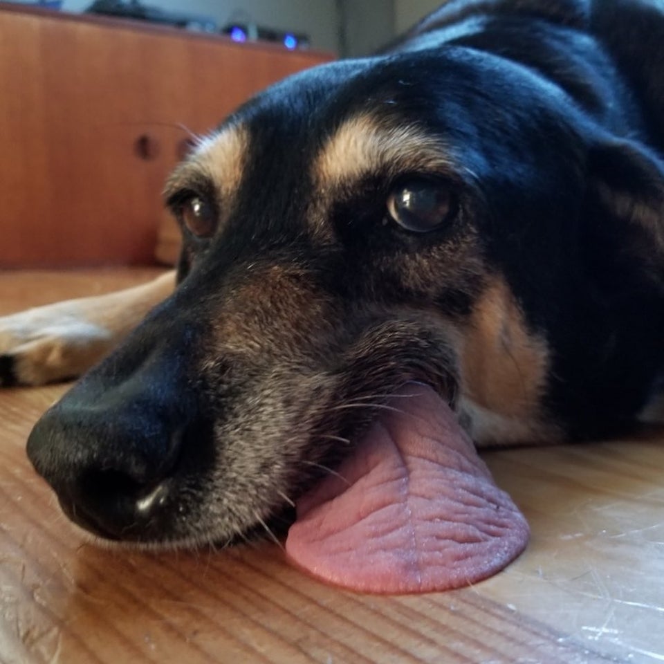 perro con la lengua fuera