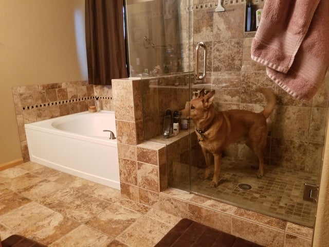 perro encerrado en la ducha