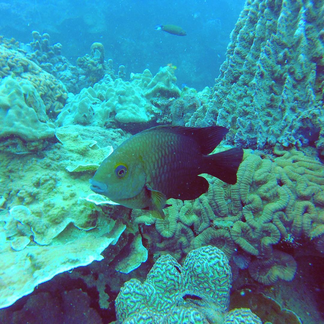 pez de arrecife