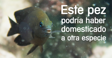 pez-domestica-camarones