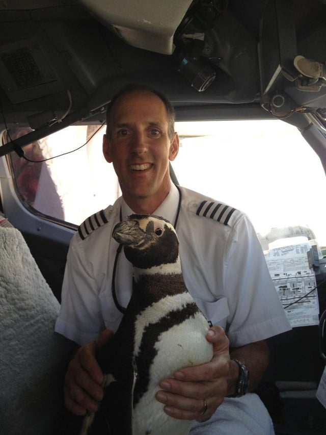 pingüino en avion