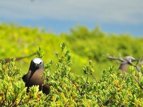 aves tropicales en árbol